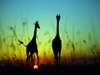 Mara Bushtops Camp - giraffes at sunset